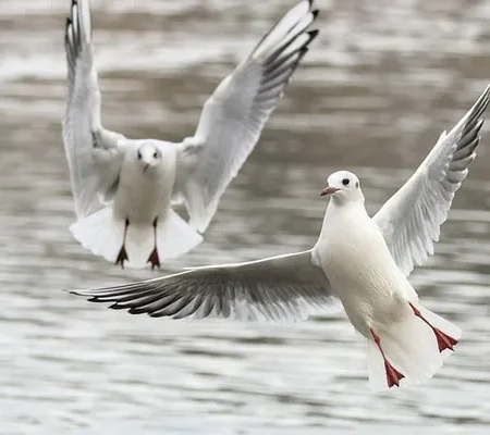 Projets Nautiques & Environnementaux observation faune flore ocean capbreton