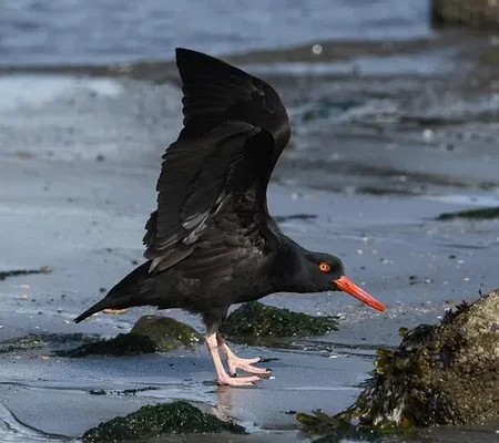 Projets Nautiques & Environnementaux observation faune flore ocean croisiere capbreton