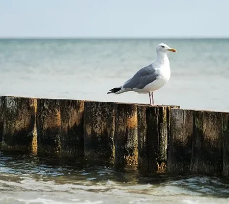 Projets Nautiques & Environnementaux observation faune flore ocean guides capbreton