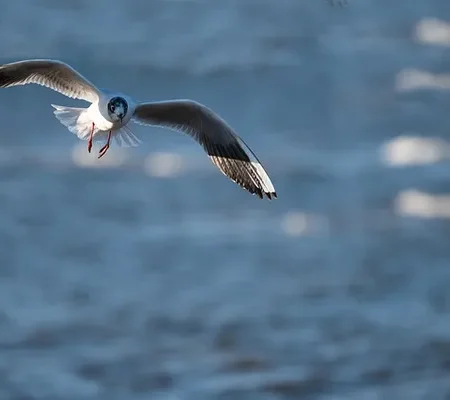 Projets Nautiques & Environnementaux observation faune flore ocean guides haute mer