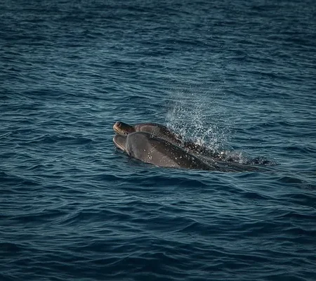Projets Nautiques & Environnementaux observation faune flore ocean projets environnementaux