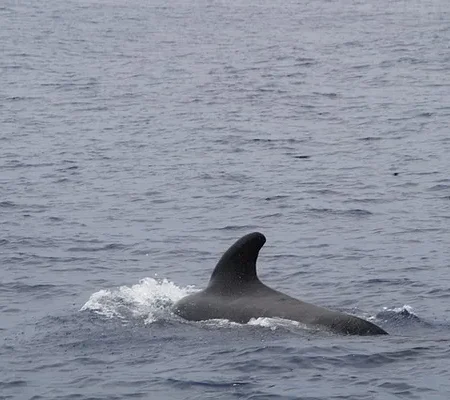 Projets Nautiques & Environnementaux observation faune flore ocean sensibilisation environnement